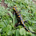 Leśniczówka Salamandra Świeradów-Zdrój