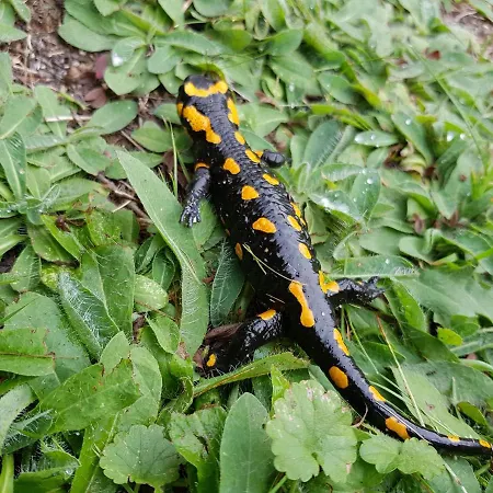 Lesniczowka Salamandra Swieradow-Zdroj