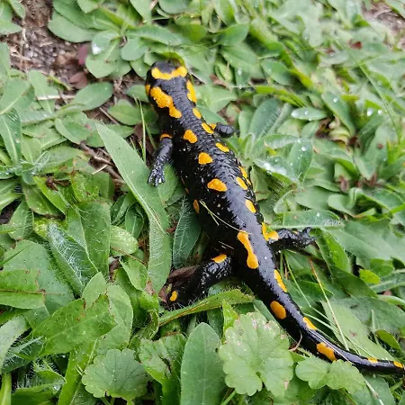Lesniczowka Salamandra Świeradów-Zdrój