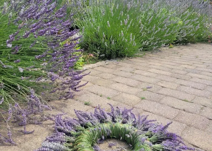 Lesniczowka Salamandra * Swieradow-Zdroj