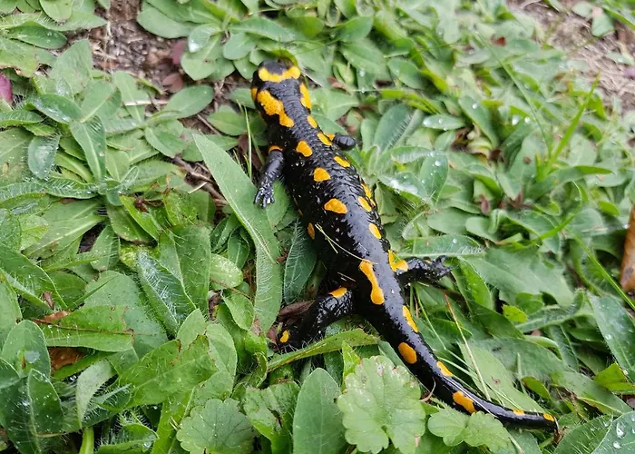 Lesniczowka Salamandra Świeradów-Zdrój